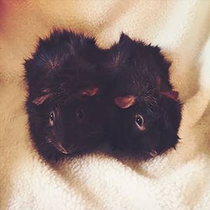 Black and Brown Guinea Pigs on blanket